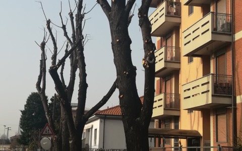 Interventi di potatura e tagli: il piano pluriennale di Saronno