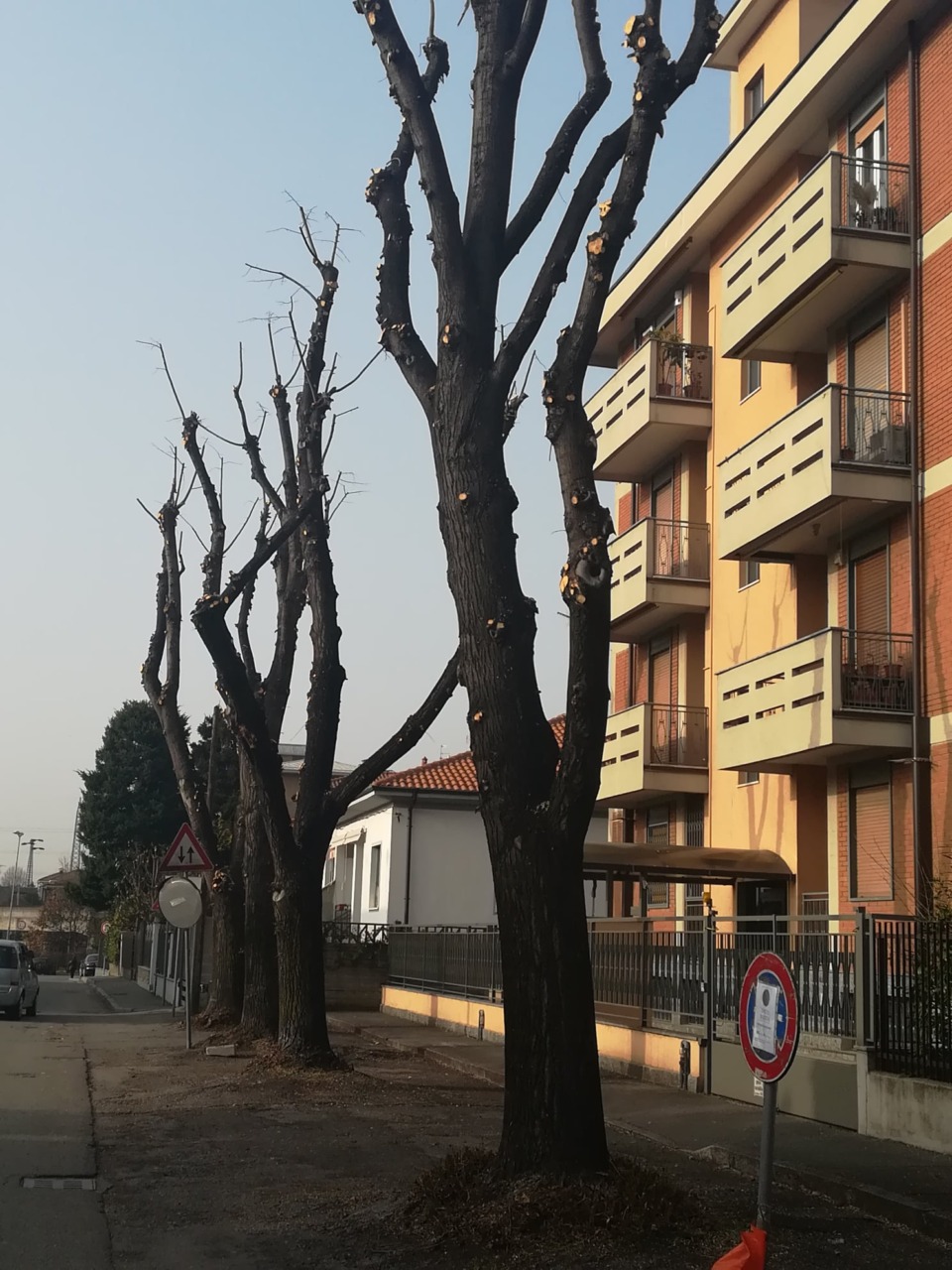 Interventi di potatura e tagli: il piano pluriennale di Saronno