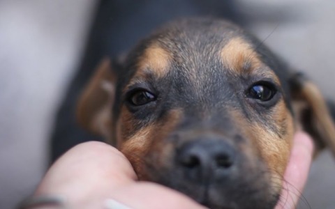 La giornata nazionale dedicata alla prevenzione veterinaria