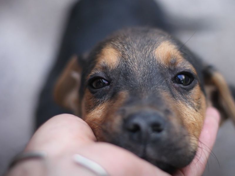La giornata nazionale dedicata alla prevenzione veterinaria