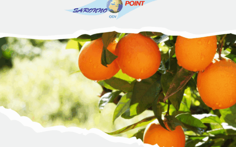 Ritorna l’iniziativa delle arance a favore di Saronno Point ODV