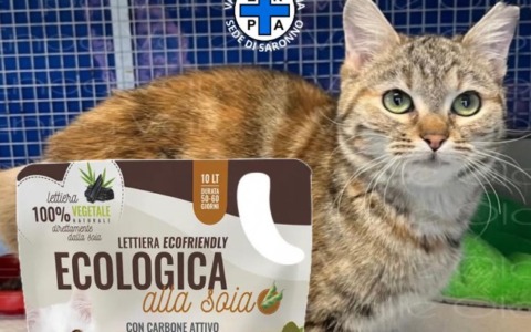 Sabbietta naturale necessaria per la gattina Glenda