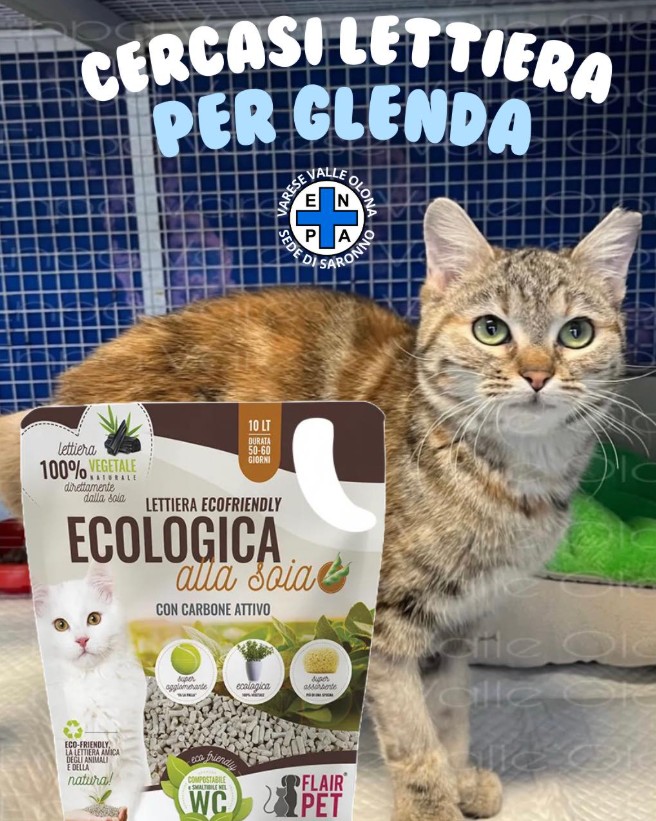 Sabbietta naturale necessaria per la gattina Glenda
