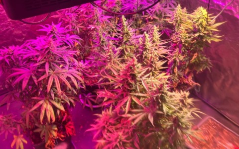 Scoperta serra di marijuana: arrestato un 37enne