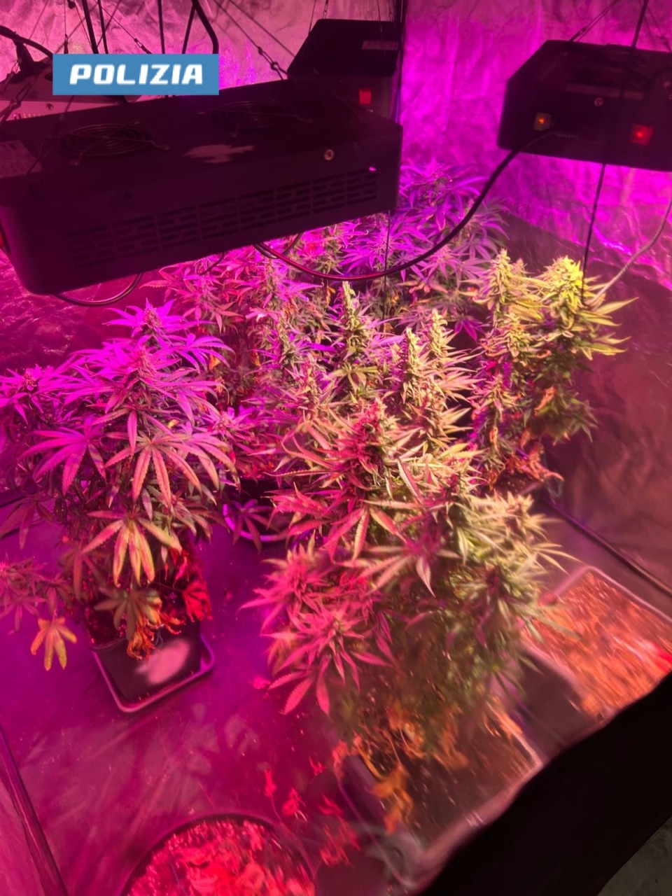 Scoperta serra di marijuana: arrestato un 37enne