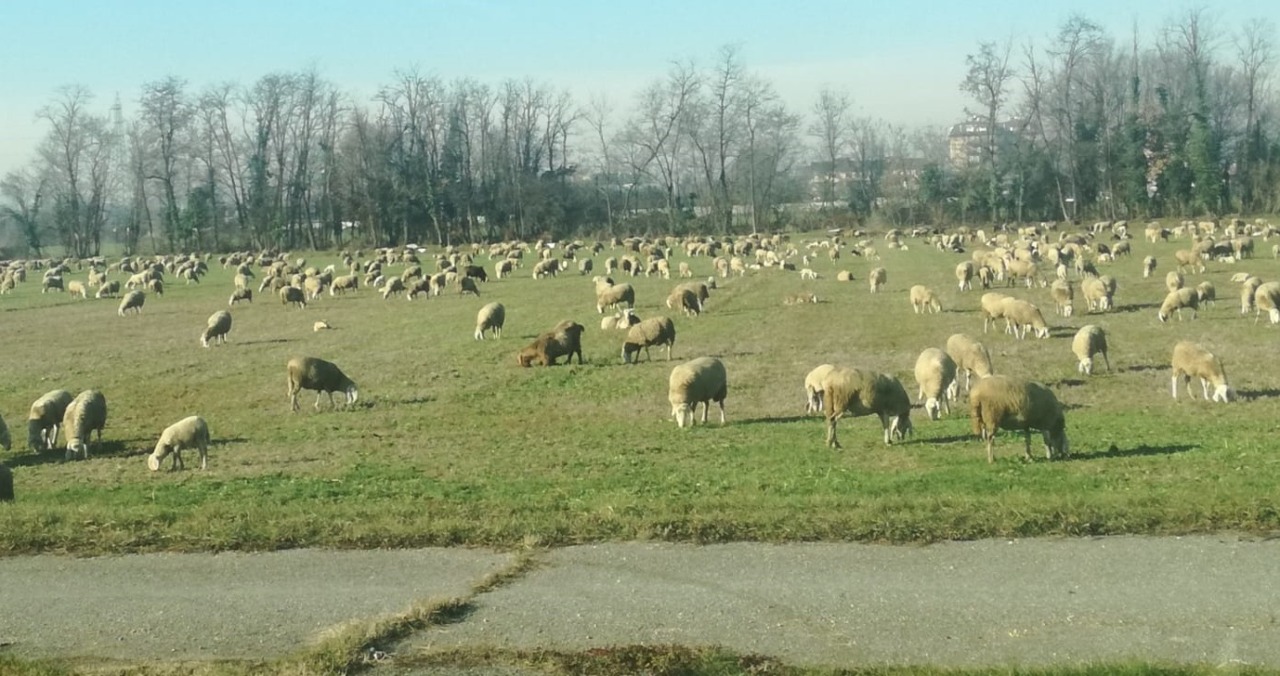 Undici ovini uccisi, indagini in corso per scoprire il colpevole