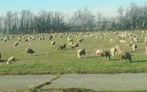 Undici ovini uccisi, indagini in corso per scoprire il colpevole