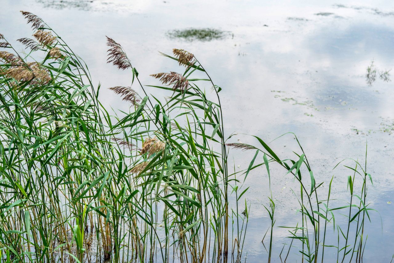 Concluso il progetto “Canneti in rete” per la tutela degli habitat