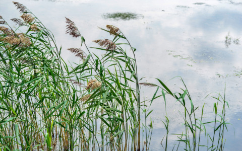 Concluso il progetto “Canneti in rete” per la tutela degli habitat