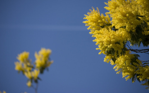 Eventi di marzo per le donne a Gorla Minore