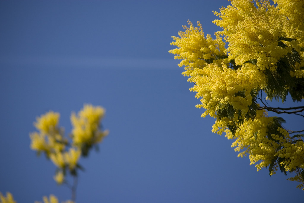 Eventi di marzo per le donne a Gorla Minore