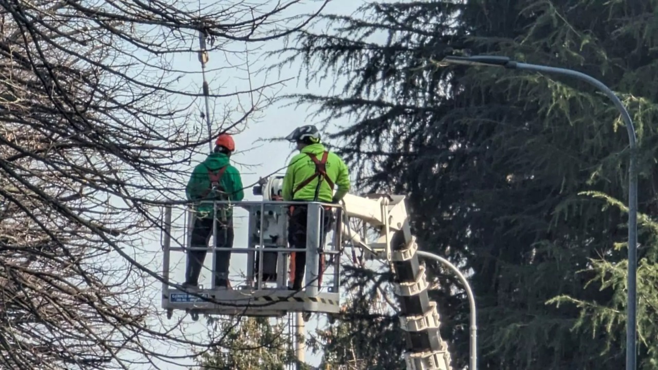 Inizia la fase di potature e manutenzione degli alberi a Saronno