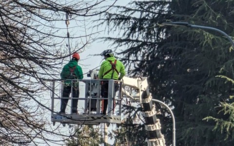 Inizia la fase di potature e manutenzione degli alberi a Saronno