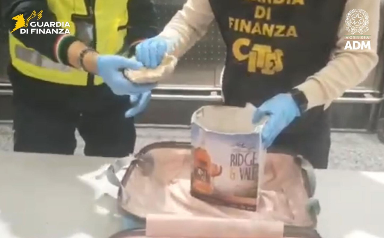 Sequestro di corallo a rischio estinzione all’aeroporto di Malpensa