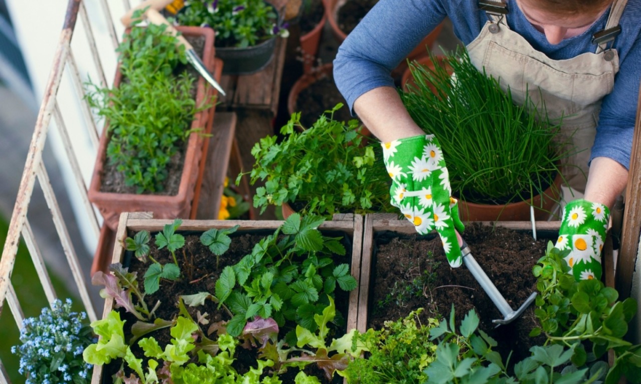 Riapre il bando per gli orti urbani a Olgiate Olona