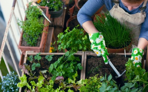 Riapre il bando per gli orti urbani a Olgiate Olona