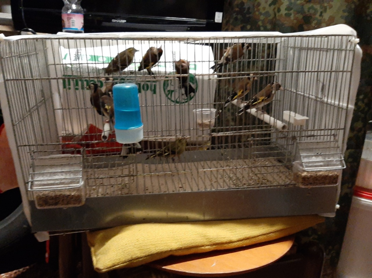 Sequestrati 11 esemplari di uccelli protetti a Gemonio