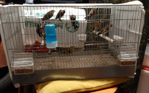 Sequestrati 11 esemplari di uccelli protetti a Gemonio