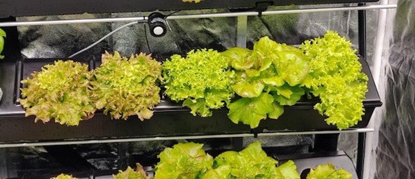Il Progetto Green School del Geymonat: Formare i Cittadini del Futuro