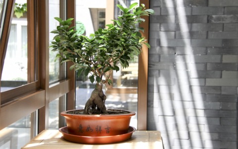 La Mostra Bonsai torna a Villa Pomini