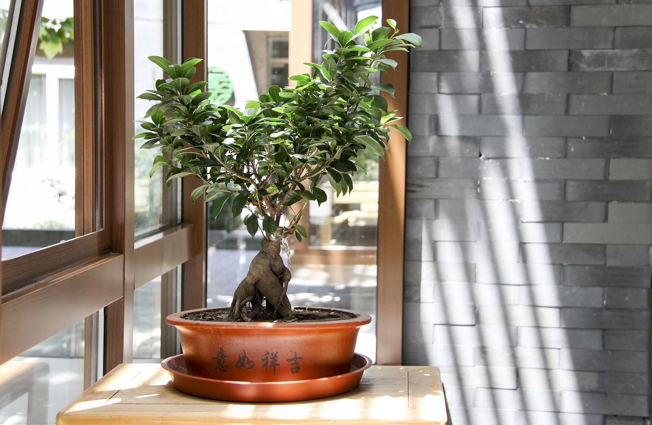 La Mostra Bonsai torna a Villa Pomini