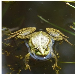 Ritorna il Bioblitz 2026 nel Parco dei Mughetti