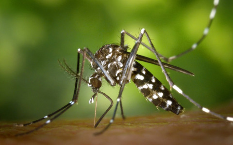 Disinfestazione a Legnano e Castellanza per caso di Dengue
