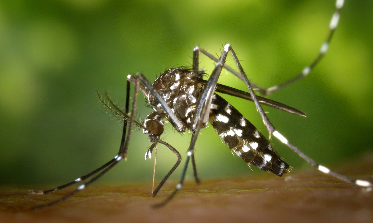 Disinfestazione a Legnano e Castellanza per caso di Dengue