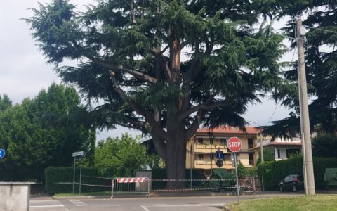Un mese di attesa per decidere sul cedro monumentale