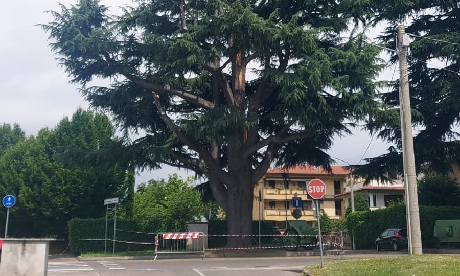 Un mese di attesa per decidere sul cedro monumentale
