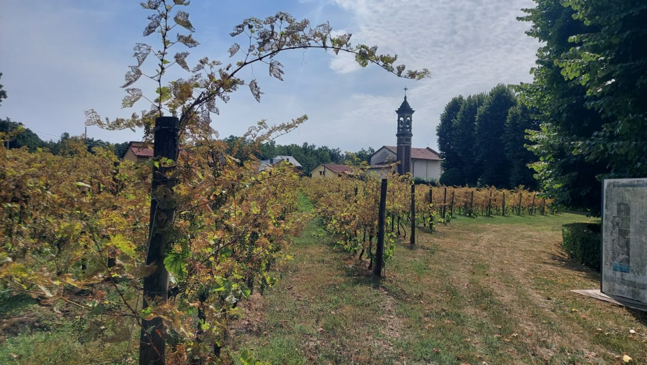 Secondo tentativo per gestire il vigneto di Madonna delle Vigne