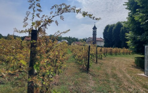 Secondo tentativo per gestire il vigneto di Madonna delle Vigne